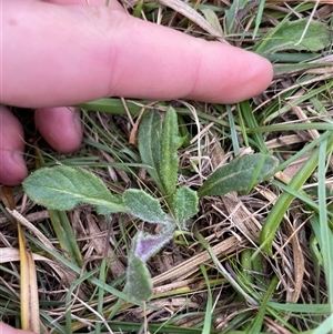 Unverified Plant at Mount Clear, ACT - 12 May 2025 by JamesVandersteen