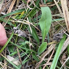 Hackelia suaveolens (Sweet Hounds Tongue) at Mount Clear, ACT - 12 May 2025 by JamesVandersteen