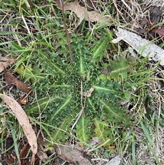 Carduus nutans (Nodding Thistle) at Mount Clear, ACT - 12 May 2025 by JamesVandersteen
