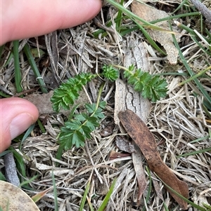 Acaena echinata at Mount Clear, ACT - 12 May 2025 by JamesVandersteen
