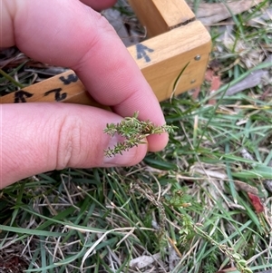 Asperula conferta at Mount Clear, ACT - 12 May 2025 by JamesVandersteen