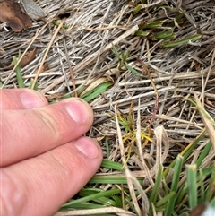 Haloragis heterophylla (Variable Raspwort) at Rendezvous Creek, ACT - 12 May 2025 by JamesVandersteen