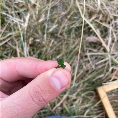 Trifolium sp. (Clover) at Rendezvous Creek, ACT - 12 May 2025 by JamesVandersteen
