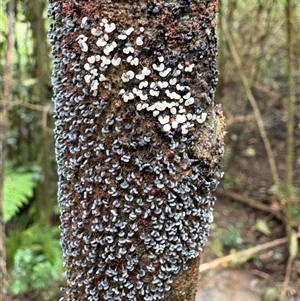 Unverified Slime Mould at Caparra, NSW - Today by maznee