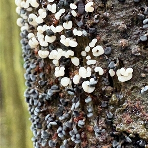 Physarum compressum at suppressed - suppressed