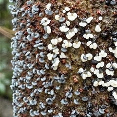 Physarum compressum at suppressed - suppressed