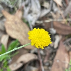 Unverified Daisy at Kings Plains, NSW - 7 May 2025 by Rutidosus