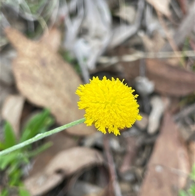 Unverified Daisy at Kings Plains, NSW - 7 May 2025 by Rutidosus