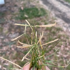 Unverified Grass at Kingston on Murray, SA - 30 Apr 2025 by Rutidosus
