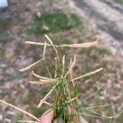 Unverified Grass at Kingston on Murray, SA - 30 Apr 2025 by Rutidosus
