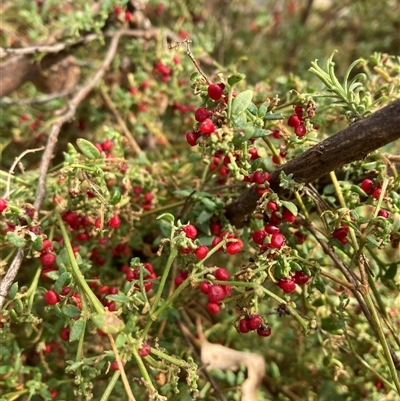 Einadia nutans (Climbing Saltbush) at Campbell, ACT - 18 May 2025 by SilkeSma