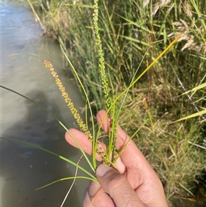 Unverified Other Fresh Water Plant at Moorook, SA - 29 Apr 2025 by Rutidosus
