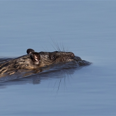 Hydromys chrysogaster (Rakali or Water Rat) at Fyshwick, ACT - 17 May 2025 by rawshorty
