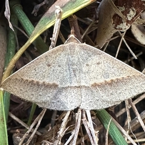 Epidesmia tryxaria at Arakoon, NSW - 6 May 2025 by Pirom