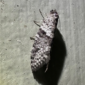 Lepidoscia heliochares at Arakoon, NSW - 5 May 2025 by Pirom