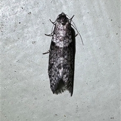 Lepidoscia heliochares at Arakoon, NSW - 5 May 2025 08:46 PM