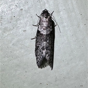 Lepidoscia heliochares at Arakoon, NSW - 5 May 2025 08:46 PM