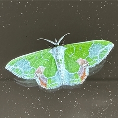 Protuliocnemis partita (A Geometer moth (Geometrinae)) at Arakoon, NSW - 6 May 2025 by Pirom