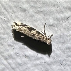 Erechthias zebrina (A Tineid moth (Erechthiinae) at Arakoon, NSW - 5 May 2025 by Pirom