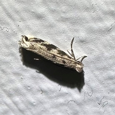 Erechthias zebrina (A Tineid moth (Erechthiinae) at Arakoon, NSW - 5 May 2025 by Pirom