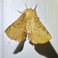 Anthela (genus) adult (Australian Hairy Bears) at Arakoon, NSW - 9 May 2025 by Pirom