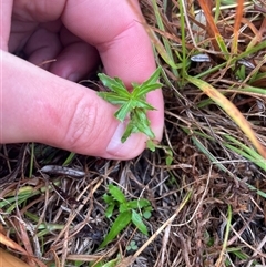 Epilobium billardiereanum subsp. cinereum (Hairy Willow Herb) at Rendezvous Creek, ACT - 13 May 2025 by JamesVandersteen