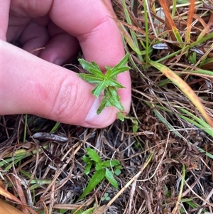 Epilobium billardiereanum subsp. cinereum at Rendezvous Creek, ACT - 13 May 2025 by JamesVandersteen