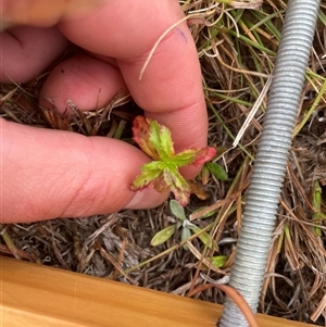 Epilobium billardiereanum subsp. cinereum at Rendezvous Creek, ACT - 13 May 2025 by JamesVandersteen