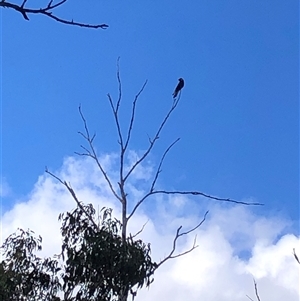 Zanda funerea at Kungala, NSW - 12 May 2025 by donnanchris