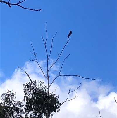 Zanda funerea at Kungala, NSW - 12 May 2025 by donnanchris