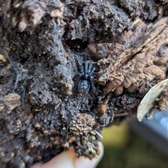 Unverified Spider at Holder, ACT - 11 May 2025 by Miranda