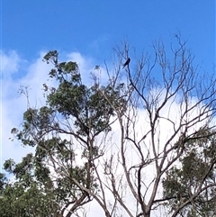 Zanda funerea at Kungala, NSW - 12 May 2025 by donnanchris