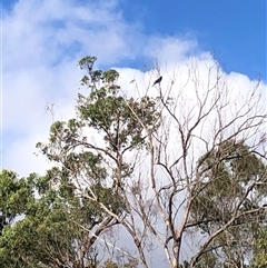 Zanda funerea at Kungala, NSW - 12 May 2025 02:50 PM