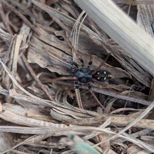 Unverified Spider at Duffy, ACT - 5 May 2025 by Miranda