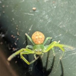 Unverified Spider at Holder, ACT - 3 May 2025 by Miranda