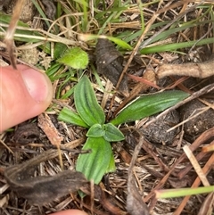 Plantago varia (Native Plaintain) at Rendezvous Creek, ACT - 13 May 2025 by JamesVandersteen