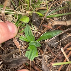 Plantago varia at Rendezvous Creek, ACT - 13 May 2025 by JamesVandersteen