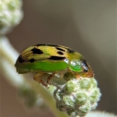 Peltoschema hamadryas (Hamadryas leaf beetle) at Holder, ACT - 3 May 2025 by Miranda