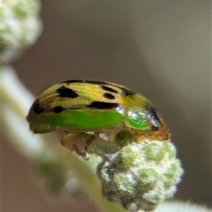 Peltoschema hamadryas (Hamadryas leaf beetle) at Holder, ACT - 3 May 2025 by Miranda