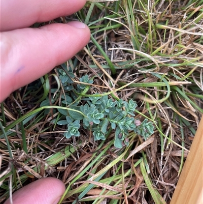 Hypericum perforatum (St John's Wort) at Rendezvous Creek, ACT - 13 May 2025 by JamesVandersteen