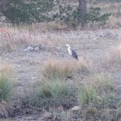 Ardea pacifica (White-necked Heron) at Duffy, ACT - 10 May 2025 by Miranda