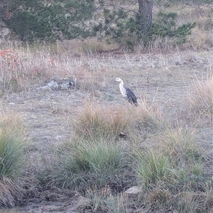 Ardea pacifica (White-necked Heron) at Duffy, ACT - 10 May 2025 by Miranda