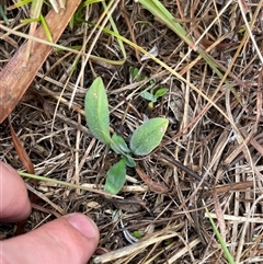 Craspedia variabilis (Common Billy Buttons) at Rendezvous Creek, ACT - 13 May 2025 by JamesVandersteen