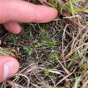Asperula scoparia at Rendezvous Creek, ACT - 13 May 2025 by JamesVandersteen