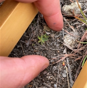 Unverified Plant at Rendezvous Creek, ACT - 13 May 2025 by JamesVandersteen