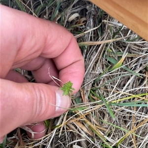 Asperula conferta at Rendezvous Creek, ACT - 14 May 2025 by JamesVandersteen