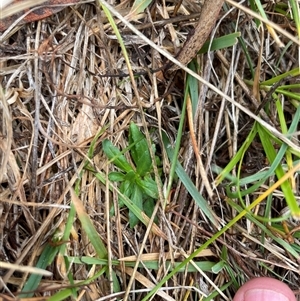 Epilobium billardiereanum subsp. cinereum at Rendezvous Creek, ACT - 14 May 2025 by JamesVandersteen