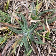 Plantago lanceolata (Ribwort Plantain, Lamb's Tongues) at Rendezvous Creek, ACT - 14 May 2025 by JamesVandersteen