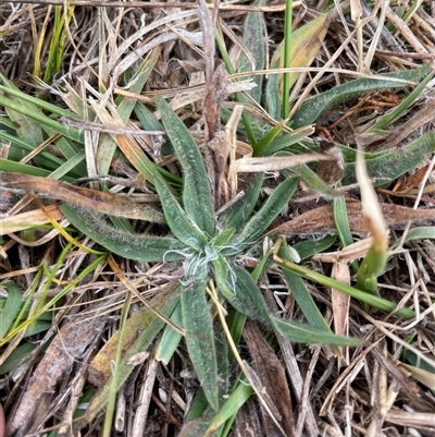 Plantago lanceolata (Ribwort Plantain, Lamb's Tongues) at Rendezvous Creek, ACT - 14 May 2025 by JamesVandersteen