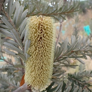 Banksia marginata at Ballyroe, NSW - 19 Mar 2025 by TwoRivers